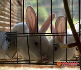 兔养殖视频,从新手到专家的养殖视频精华解析